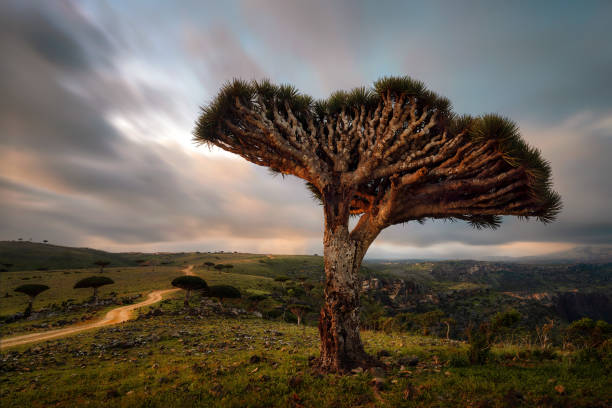 280+ Unique Flora Of Socotra Island Stock Photos, Pictures & Royalty-Free  Images - iStock