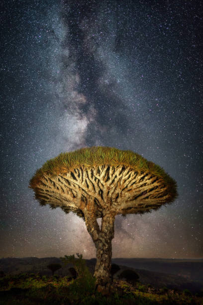 albero del sangue di drago di fronte alla via lattea a socotra, yemen, preso nel novembre 2021 - yemen foto e immagini stock