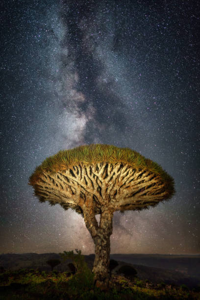 Dragon blood tree in front of the milky way on Socotra, Yemen, taken in November 2021 stock photo