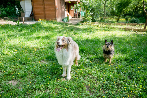 Border collie in green natural garden