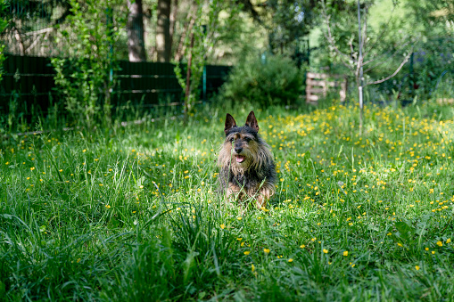 Terrier standing on grass in green garden
