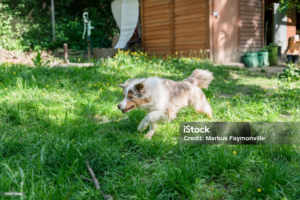 Dog exploring green nature Border collie running in green natural garden Animal Stock Photo