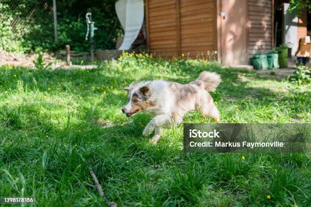 Dog Exploring Green Nature Stock Photo - Download Image Now - Animal, Border Collie, Color Image