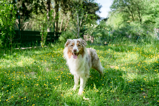 A dog with mouth open, pink tongue sticking out, sitting in a park next to green plant, blurry background, summer day in nature.