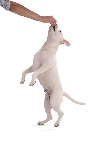 istock Female white american staffordshire isoled 1398179617