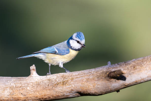 istock The Eurasian blue tit 1398180303