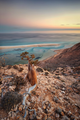 Árbol de botella en un sitio de montaña en Socotra, Yemen, tomada en noviembre de 2021 photo