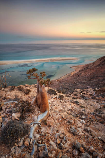 Bottle Tree on a Mountain Site in Socotra, Yemen, taken in November 2021 stock photo
