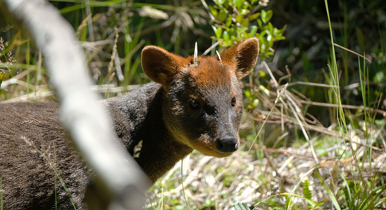 Critically Endangered Southern Pudu (Pudu puda) on Chiloe Island, Chile, the smallest antelope in the world.