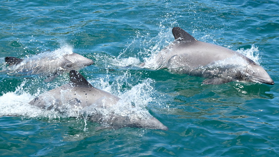 dolphins in the pool