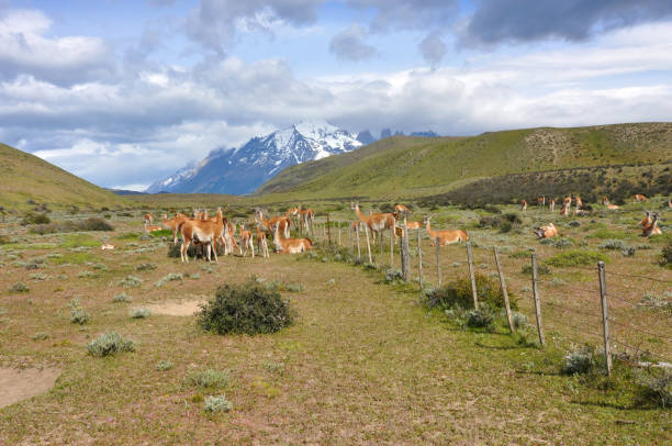 istock Torres del Paine National Park, Chile. 1398182269