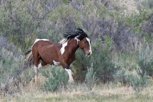 Colorful chestnut, white and black mustang (wild horse) is running fast toward cool water after descending the steep slopes at McCullough Peaks near Cody, Wyoming in western United States of America (USA).