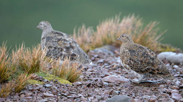 istock White-bellied seedsnipe 1398183478