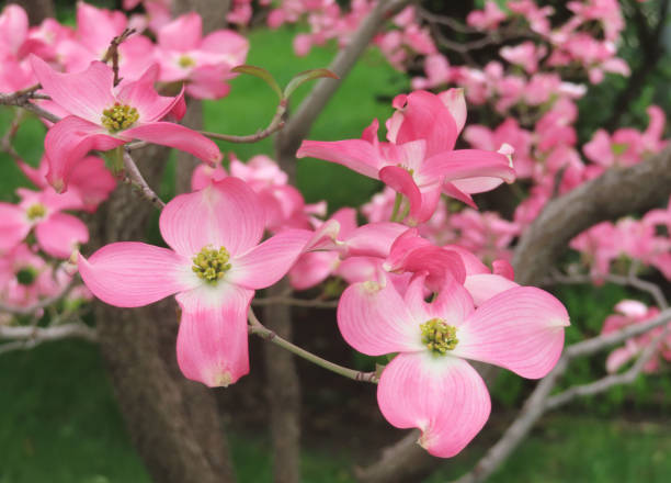 istock Pink Dogwood Blooms 1398183503