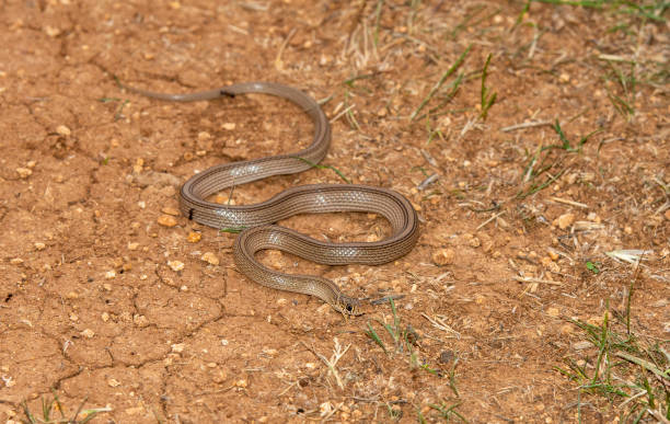 istock Narrow striped Dwarf Racer snake 1398183528