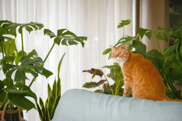 Ginger cat indoors