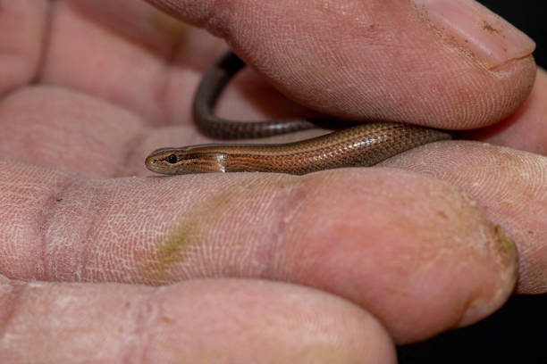 istock Chernov’s Snake-eyed Skink 1398184253