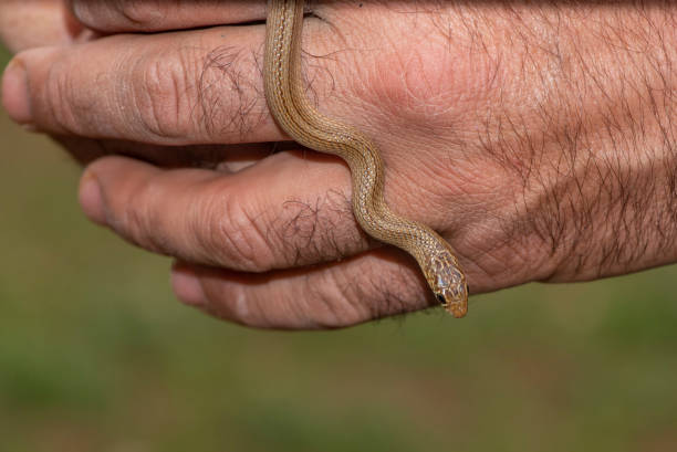 istock Narrow striped Dwarf Racer snake 1398184390