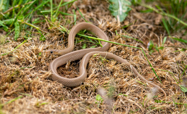 istock Narrow striped Dwarf Racer snake 1398184455