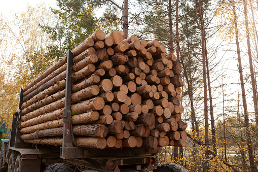 Pine logs on a logging truck. Harvesting of firewood and lumber. Concept - Illegal logging, poaching. Felling of trees, timber trade.