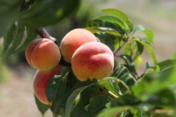 istock Peach fruits growing on tree, selective focus. Peach orchard. Summer day 1398184827
