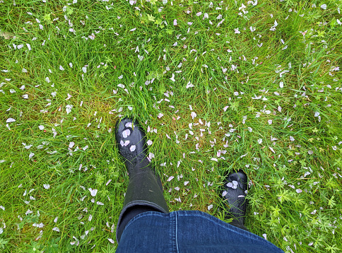 Looking over fallen pink cherry blossoms on rubber boots during a wet spring afternoon in British Columbia.