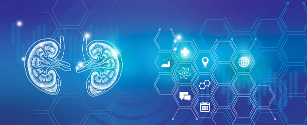 Graphic illustration of kidneys organ visualization. Healthcare concept background with medical icons. Human internal organ kidneys disease research and recovery. Blue template palette, copy space for text. kidney nephron stock illustrations