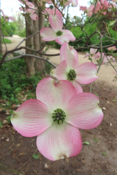 Pink and White Dogwood Flowers