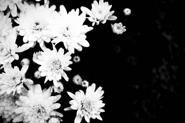 Calendula flower on a black backdrop. Black and white photo. Top view. Nature, great background for design