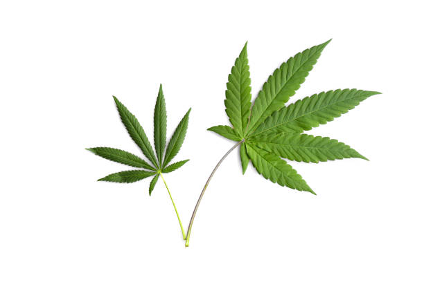 Green marijuana leaves isolated on pure white background. stock photo