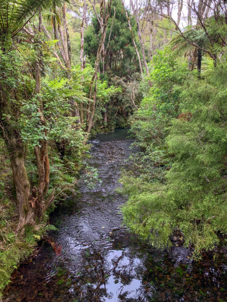 istock Kauri Walks, North island, New Zealand 1398186421