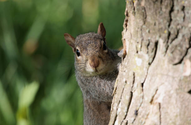 istock Closeup Of Curious Grey Squirrel 1398186425