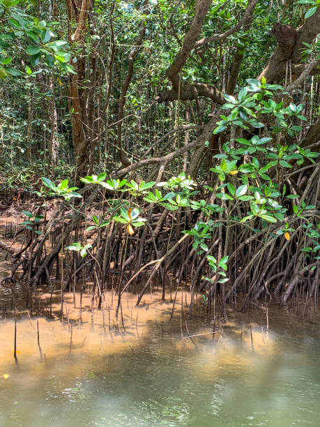 istock Daintree River tour in Queensland, Australia 1398187172