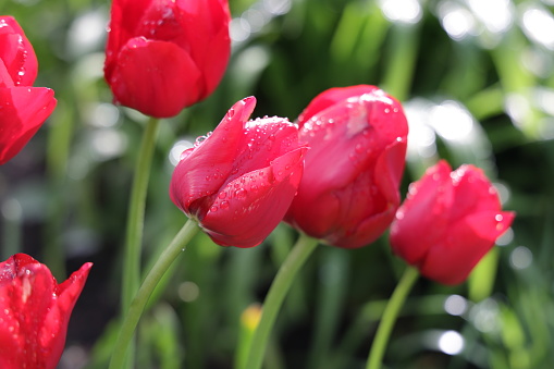 Red tulips after a spring shower in British Columbia, Canada.