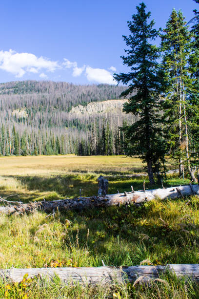 istock Colorado Weminuche Wilderness Meadow Scenery 1398187840