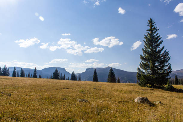 istock Colorado Weminuche Wilderness Meadow Scenery 1398187919