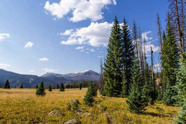 istock Colorado Weminuche Wilderness Meadow Scenery 1398188317