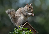 Squirrel nibbles away at a found peanut