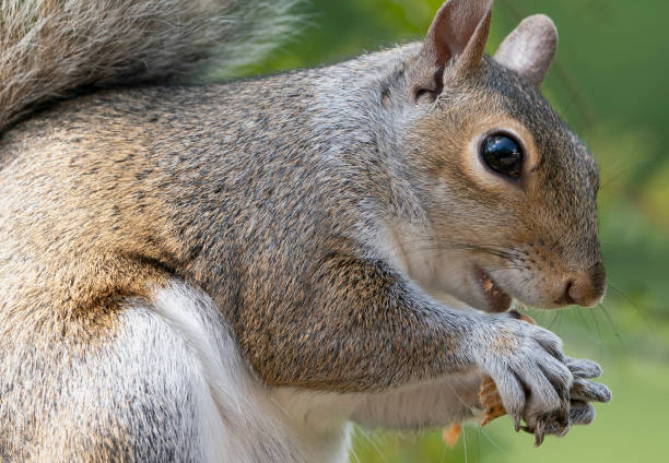 istock Squirrel nibbles away at a found peanut 1398188631
