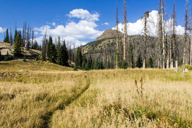 istock Colorado Weminuche Wilderness Meadow Scenery 1398188930