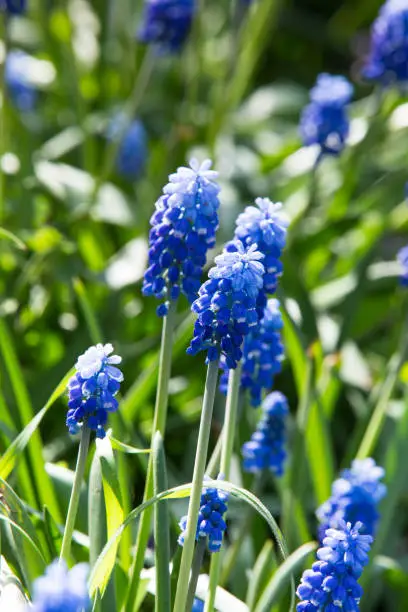 Blue Muscari flowers close up. A group of Grape hyacinth (Muscari armeniacum) blooming in spring