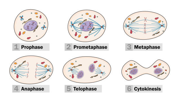 mitoza procesu - chromatid stock illustrations