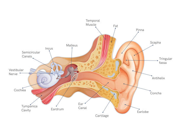 인간의 귀의 해부학 - 스톡일러스트레이션 - eustachian tube stock illustrations