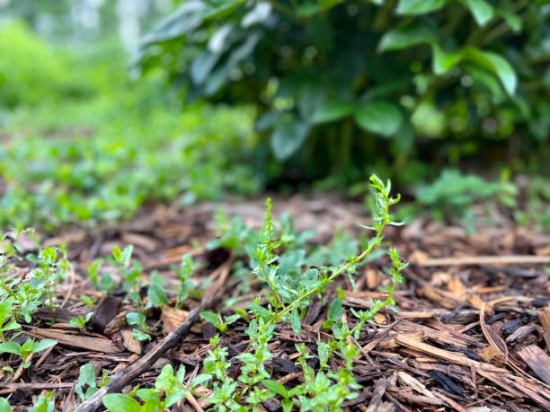 istock Weeds in Garden with Bark Mulch 1398192366