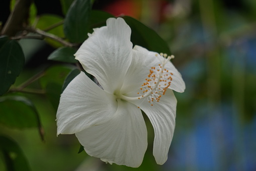 Shoe black plant with a natural background. Also called Hibiscus rosa Sinensis, Chinese hibiscus, China rose, Hawaiian hibiscus, rose mallow and shoeblack plant