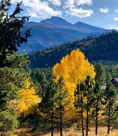 Autumn leaf colors in Colorado