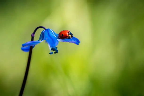Photo of Ladybug resting on scilla flower