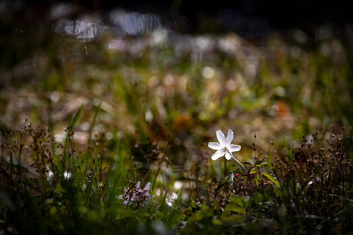 Portrait of wood anemones agains bokeh forest background