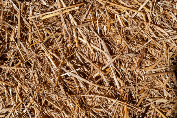 istock Natural straw in the barn 1398196444