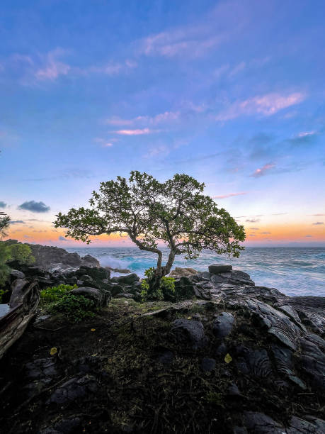 Beautiful Hawaiian banyan tree over lava rocks in front of a tropical sunset and breaking waves